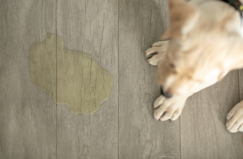 Waterproof Flooring The Perfect Choice for Pet Owners